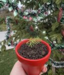 grow-xmas-glavna-raieta