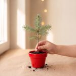 grow-xmas-vkorenena-elhichka-full